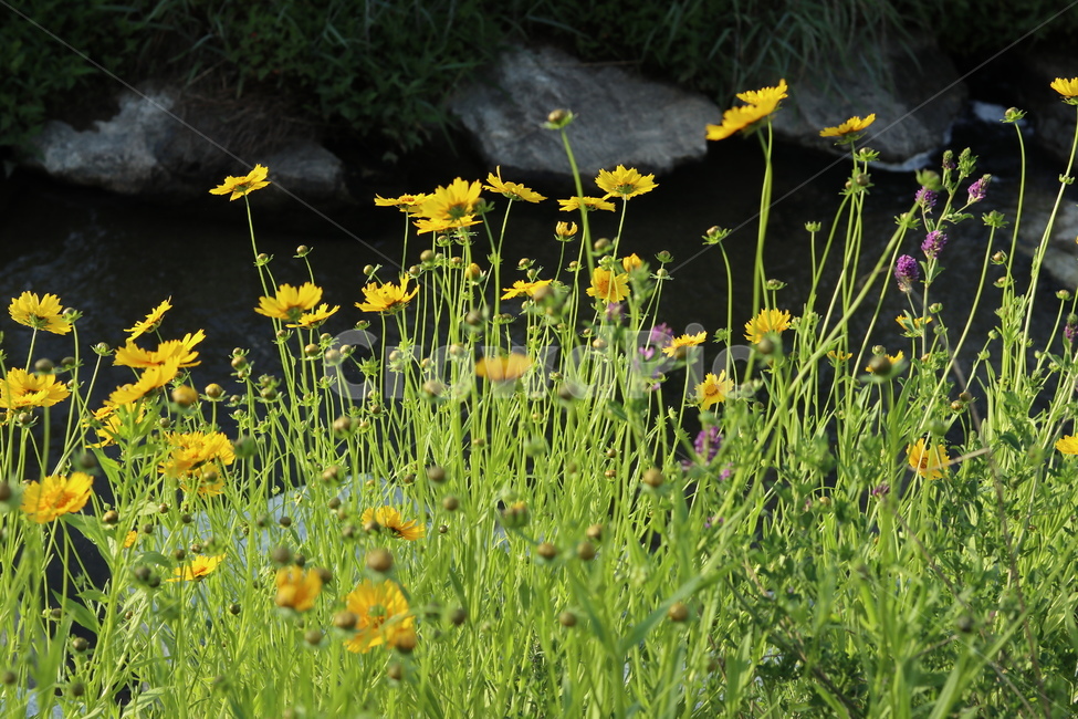 금계국,노랑,봄,풍경,아침,빛,식물,자연,plants,nature,꽃,flower
