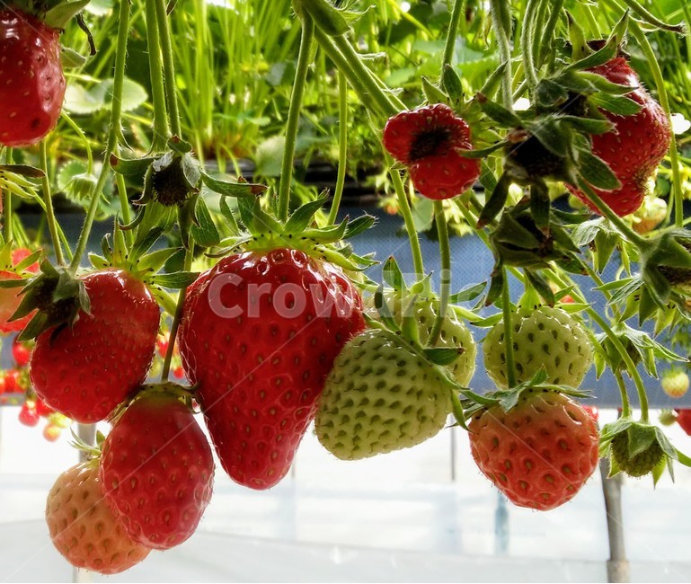 딸기,빨간열매,초매,장미과,여러해살이풀,strawberry,식물,자연,plants,nature,과일,열매,fruit
