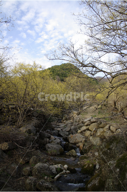 산수유,나무,하늘,파란하늘,꽃봉오리,봄,봄날,봄풍경,봄꽃,감성,spring,flower,봄길,산책,봄나들이,식물,꽃,구름,봄,계절,spring,season,자연,풍경,nature,landscape,한국자연풍경,한국자연경관,korea nature landscape,rubble,파편