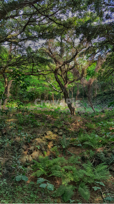 비자림,숲,숲길,나무,식물,tree,plant,자연,자연,풍경,nature,landscape,식물,plants,나무,trees,wood