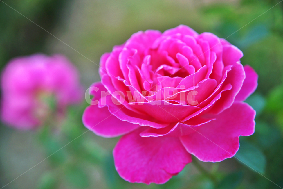 장미,분홍장미,꽃,식물,관상용,자연,식물,자연,plants,nature,꽃,flower