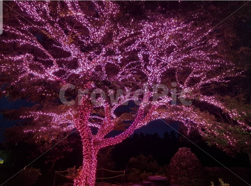 감성,불빛,나무,야경,색감,식물,자연,plants,nature,야경,밤,풍경,nightscape,night,landscape,plant,flower,꽃,blossom
