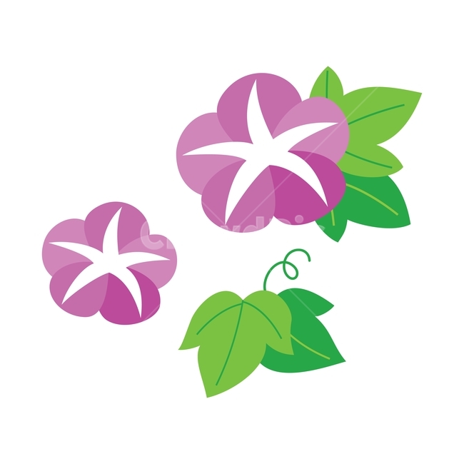 나팔꽃,꽃,잎,식물,자연,초록,나뭇잎,여름,봄,일러스트,illustration,vector,design,flower,morningglory,plant,nature,leaf,green,그래픽,일러스트레이션,graphic,illustration