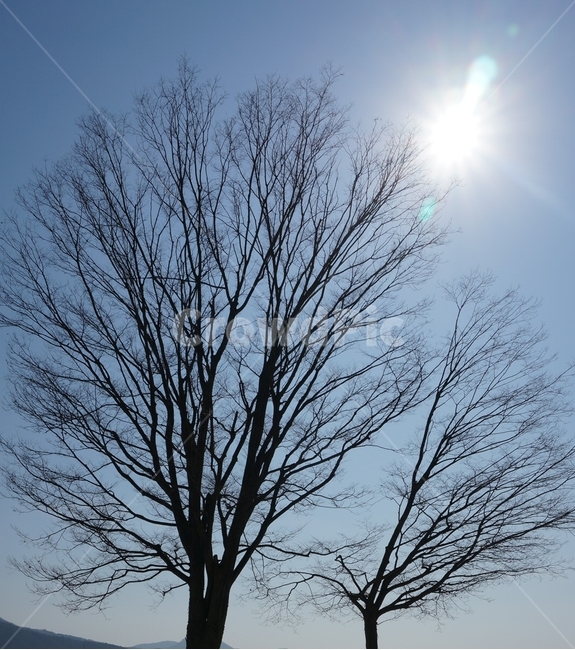 풍경사진,배경사진,나무,나무사진,양평,두물머리,겨울,계절,winter,season,식물,자연,plants,nature,나무,trees,wood