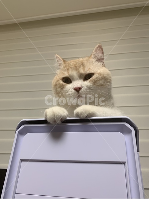 고양이,반려동물,스코티쉬,스트레이트,캣,cat,집사,심기풀편,화남,야옹이,애교쟁이,동물,animal,포유류,mammal,고양이,cat,kitten,kitty