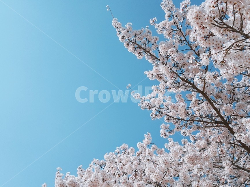 plant,cherryblossom,식물,blossom,flower,꽃,벚꽃,봄,spring,공원,나무,하늘,sky,blue,울산,대공원,울산대공원,자연,풀,봄날,햇살,따뜻,Ulsan,park,lake,nature,Ulsangrandpark,봄,계절,spring,season