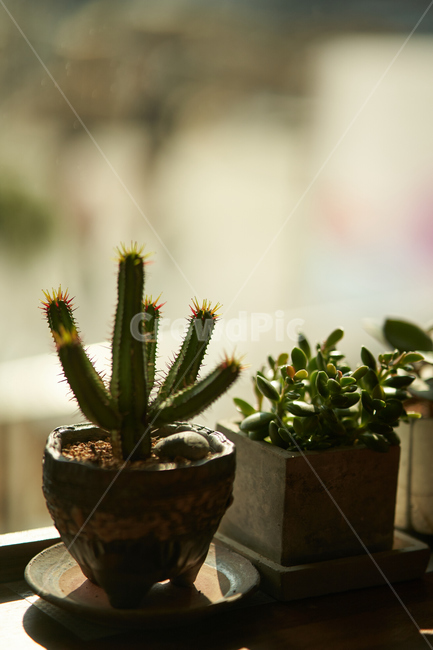 다육이,식물,화분,plant,botanical,식물,자연,plants,nature,실내용화초,화분,화초,house plant