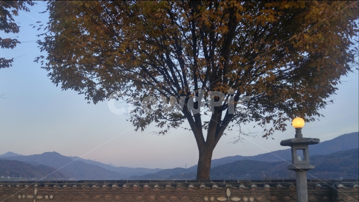 나무,등,담벼락,늦은오후,산책길,자연,풍경,nature,landscape