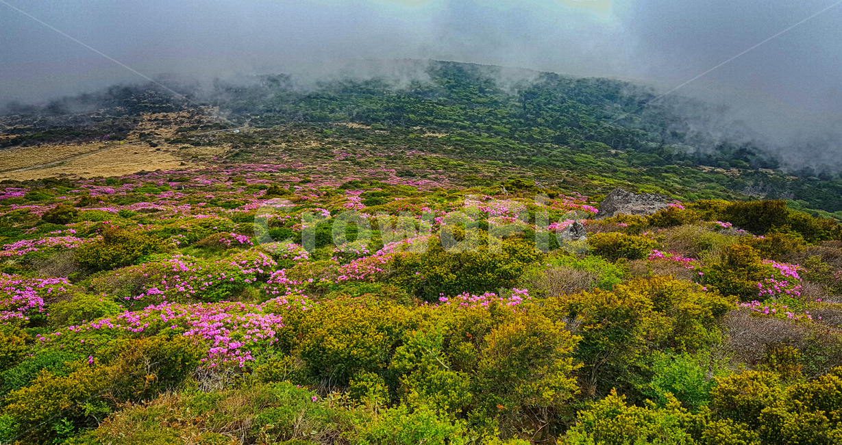 한라산,한라산영실코스,영실코스,한라산등산로,한라산풍경,한라산숲길,숲길,숲,나무,tree,식물,plant,나무줄기,등산로풍경,풍경,자연,자연,풍경,nature,landscape