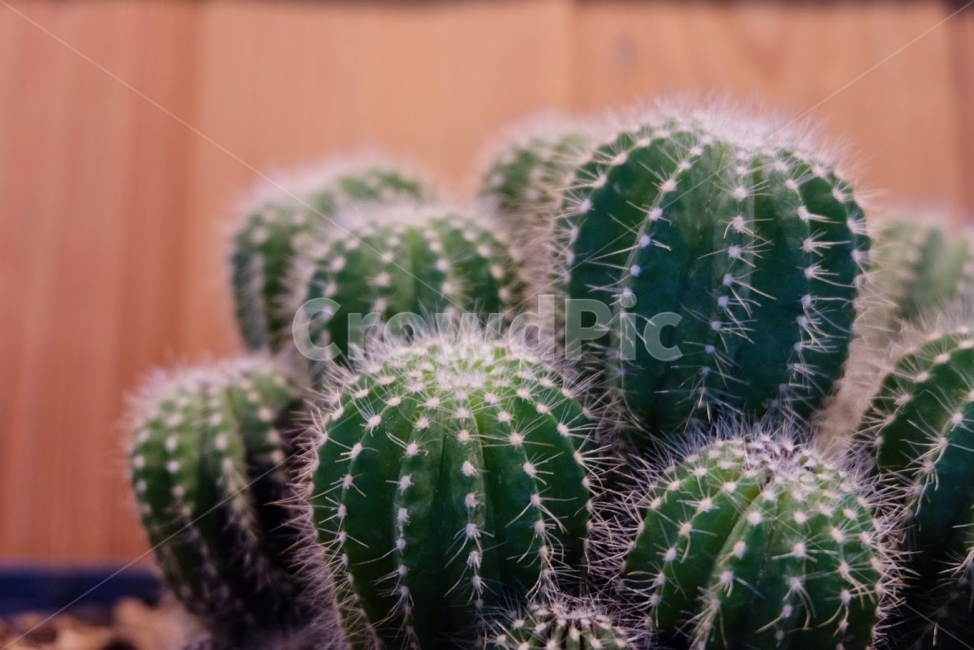 선인장,벽,풀,초록,녹색,나무,가시,식물,자연,plants,nature,실내용화초,화분,화초,house plant