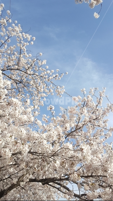 벚꽃,봄,꽃,flower,cherryblossom,spring,하늘,봄,계절,spring,season,식물,자연,plants,nature,꽃,flower,plant,blossom