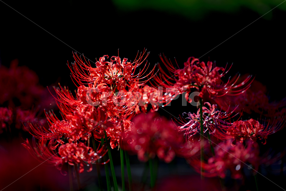 꽃무릇,상사화,꽃,식물,감성,식물,자연,plants,nature,꽃,flower