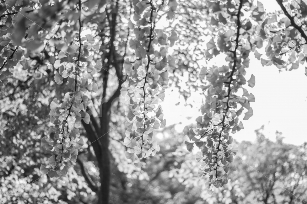 은행나무,여름,흑백,풍경,은행,식물,자연,plants,nature,흑백,모노톤,monochrome,black and white
