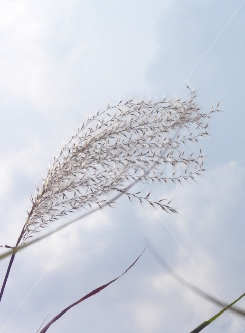 하늘,바람,갈대,가을,가을하늘,그리움,이미지,사진,식물,자연,plants,nature