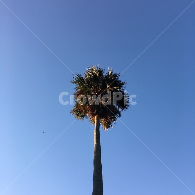 tree,나무,plant,식물,야자수,palmtree,감성,하늘,sky