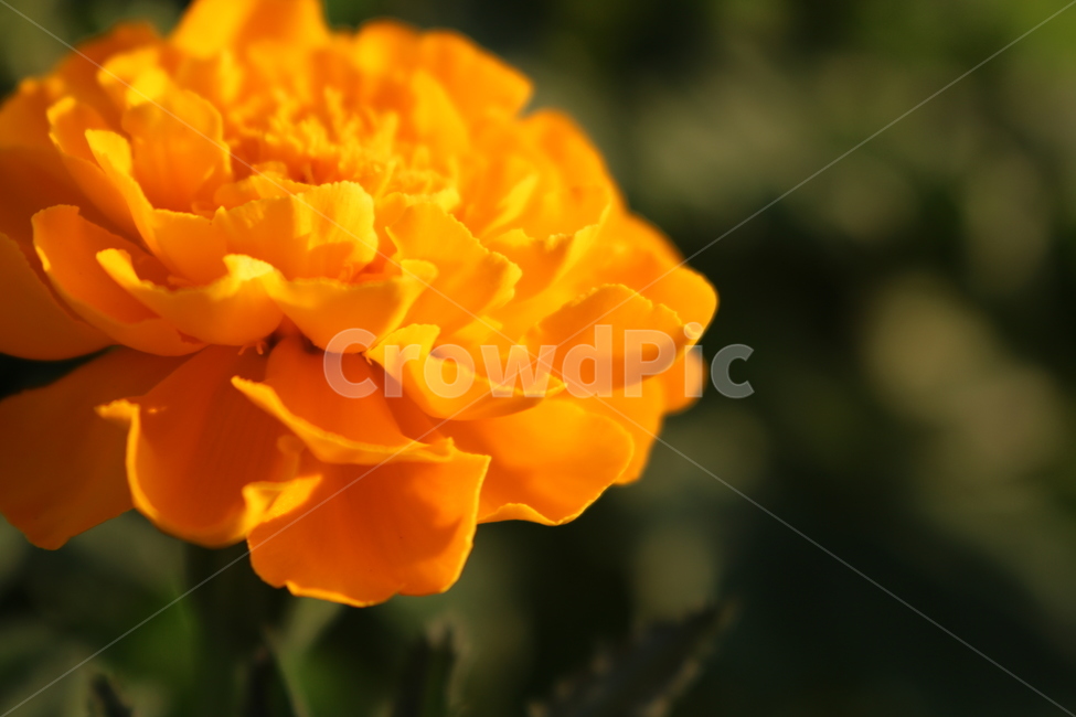 꽃,자연,꽃잎,만수국,프렌치메리골드,식물,자연,plants,nature,꽃,flower