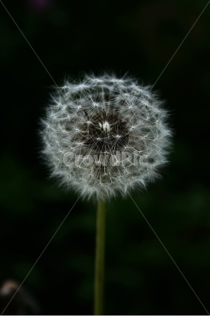 민들레홀씨,민들레,국화과,여러해살이풀,야생화,황화지정,포공영,금잠초,식물,자연,plants,nature,꽃,flower