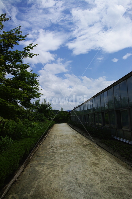 하늘,구름,길,식물원,나무,식물,plant,자연,nature,유리