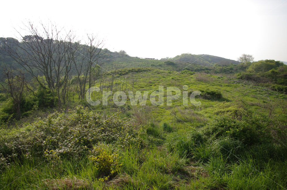 산,풍경,나무,풀,식물,자연,풍경,nature,landscape,outdoors,옥외