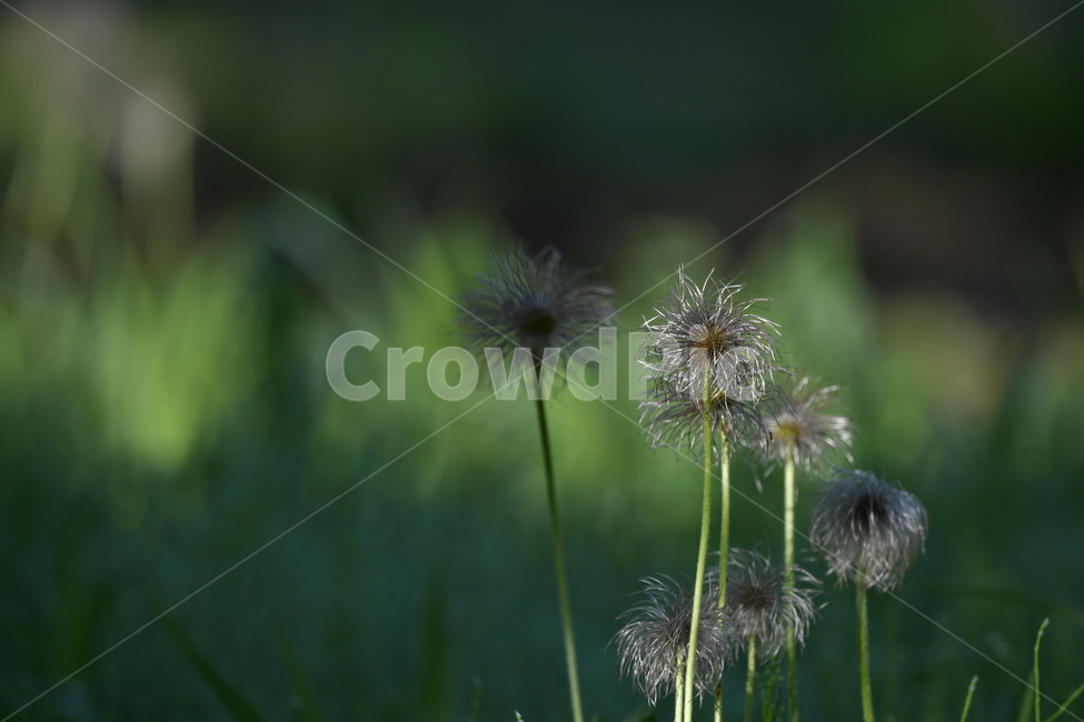 식물,감성사진,이슬,이슬꽃,자연풍경,봄,아침이슬,5월,할미꽃,식물,자연,plants,nature,꽃,flower