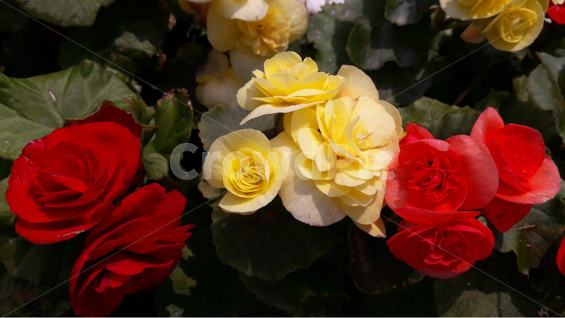 일산,고양국제꽃박람회,꽃,빨강,노랑,식물,자연,plants,nature,꽃,flower