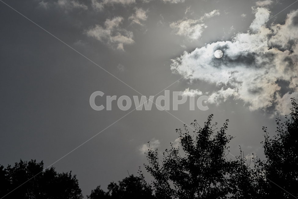 weather,날씨,흑백,nature,자연,상어,나무,하늘,sky,gray,회색,태양,구름,자연,풍경,nature,landscape,흑백,모노톤,monochrome,black and white