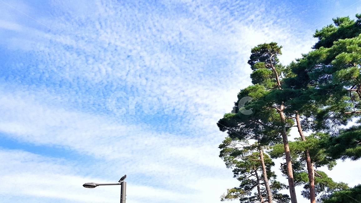 하늘,나무,구름,소나무,초록,자연,풍경,nature,landscape,푸른하늘,맑은하늘,파란,푸른,파랑,푸름,맑음,날씨,식물,trees,wood,plants,가로등,비들기
