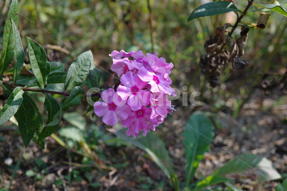 꽃,자연,분홍,pink,flower,식물,자연,plants,nature,꽃,flower