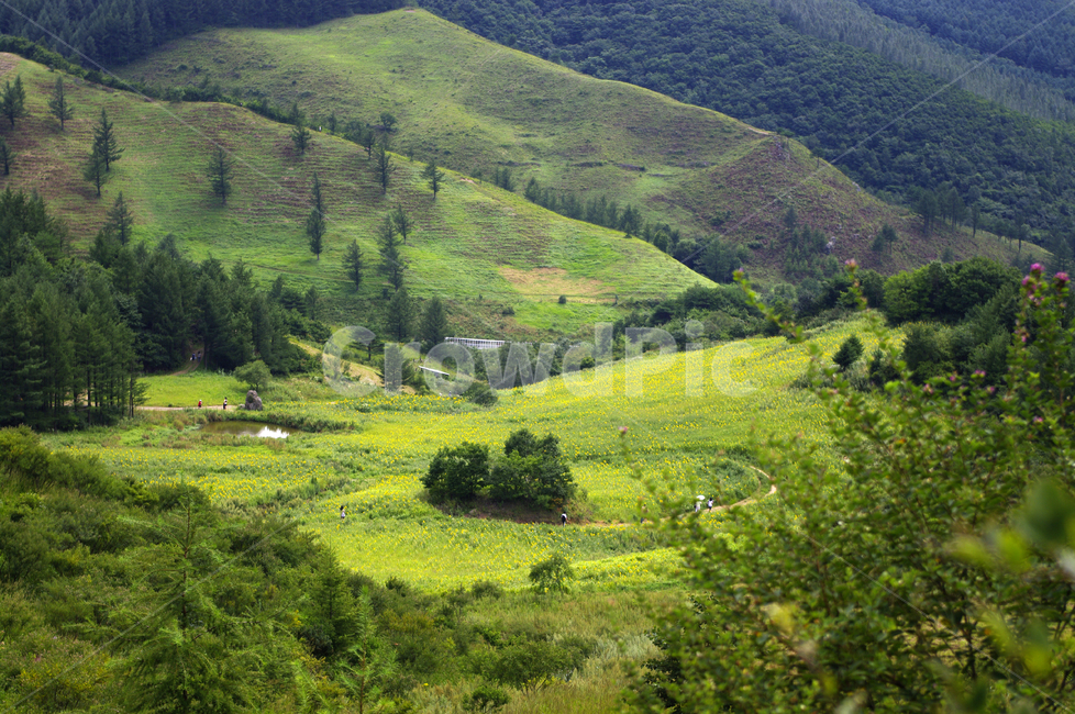 산,산간,나무,꽃밭,풍경,식물,자연,풍경,nature,landscape,outdoors,옥외,hill,언덕