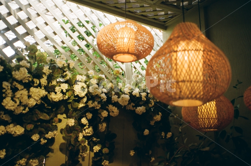 인테리어,꽃,빛,light,flower,interior,분위기,필름사진