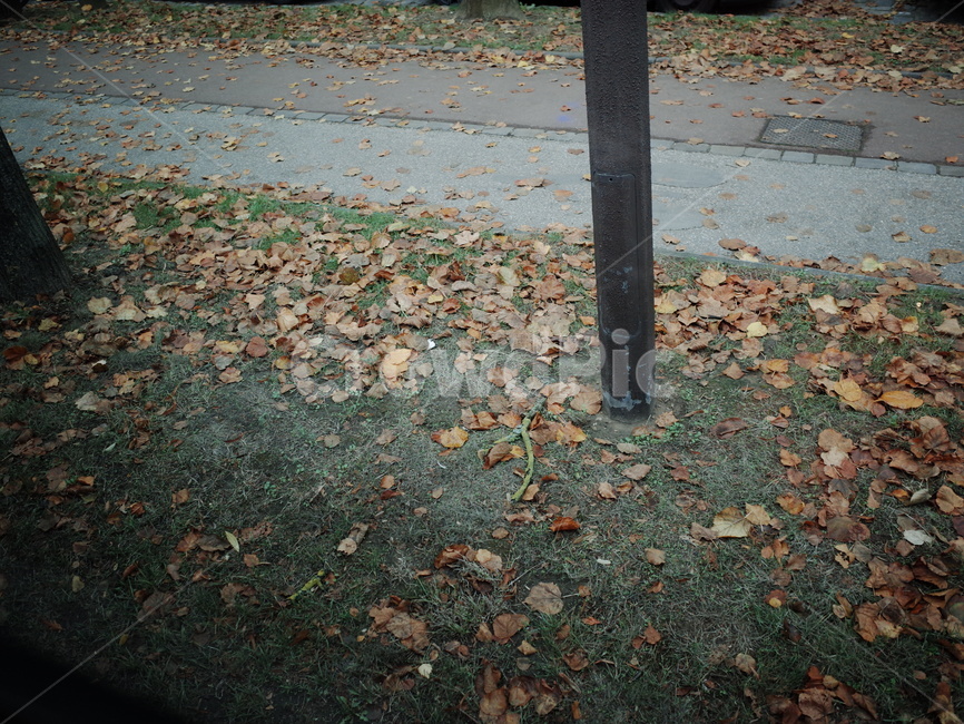 단풍,나무잎,낙옆,ground,바닥,가을,계절,fall,autumn,season
