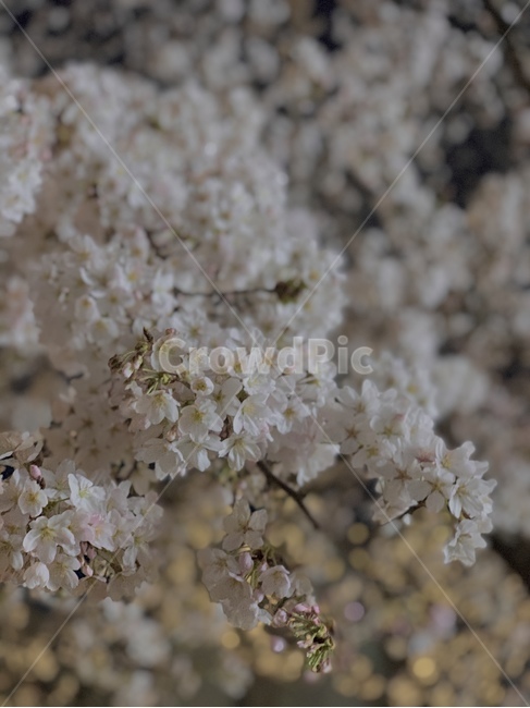 plant,식물,blossom,꽃,flower,벚꽃,자연