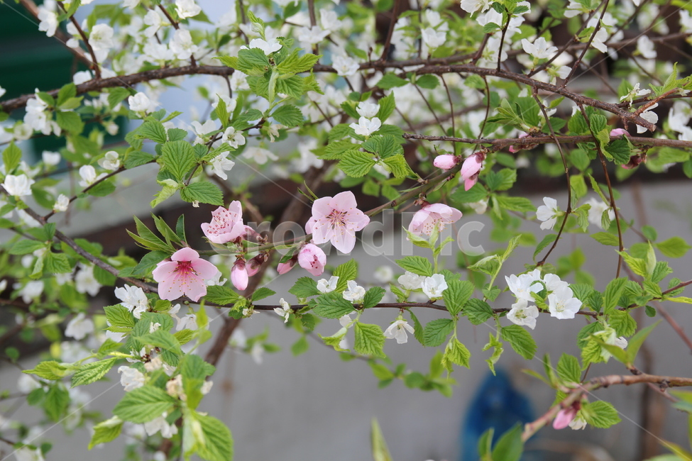 cherry,pink,cherry tree,peach,tree,flower,spring,White,orchard,leaves,white,fruit tree,flower bud,plant