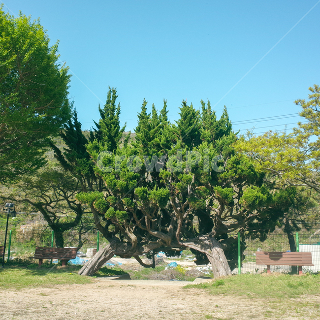 쌍둥이나무,초록풍경,여름날,시골,자연풍경,나무,tree,초록색,맑은날,하늘,큰나무,초등학교,학교,시골학교