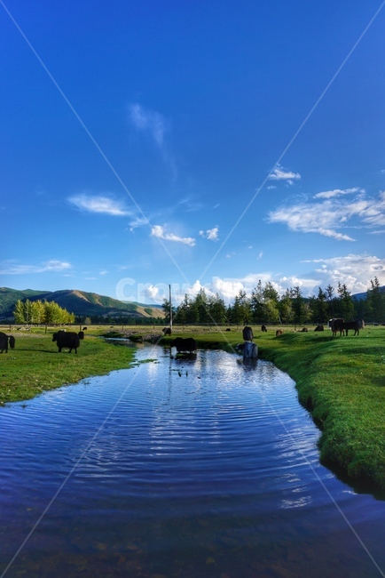 자연,nature,land,땅,몽골,mongolia,자연,풍경,nature,landscape,해외,외국,세계,foreign,oversea,world,세계자연풍경,해외자연풍경,외국자연풍경,world nature landscape,cattle,가축,mammal,포유류,cow,소,animal,동물,water,물,outdoors,옥외
