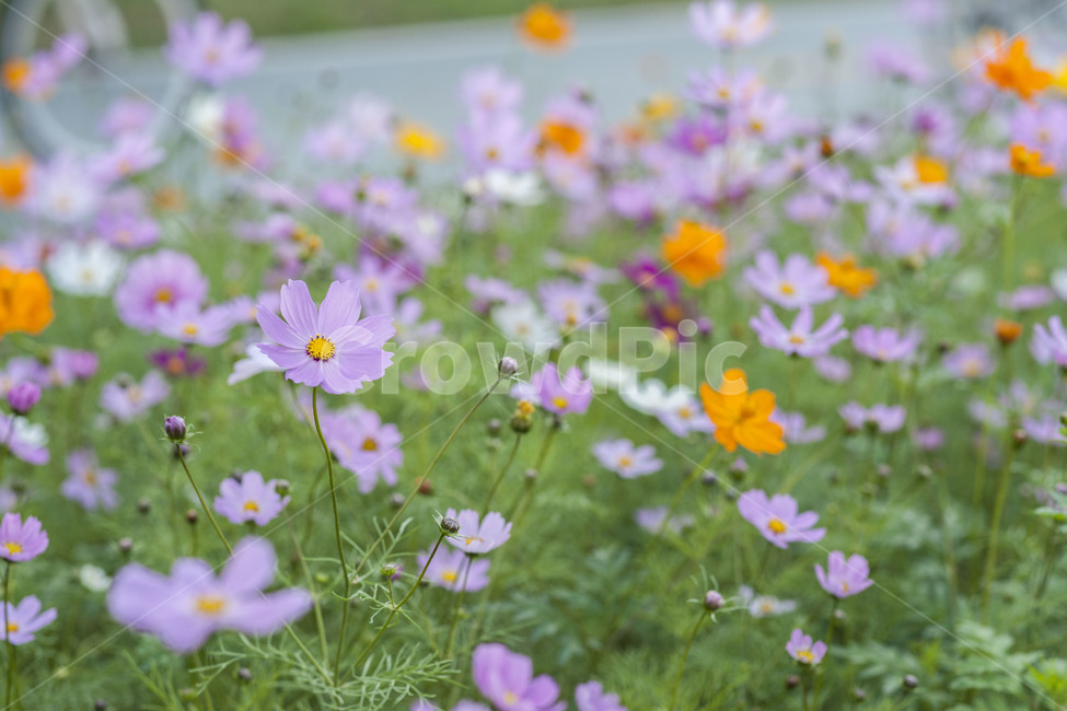 꽃,꽃사진,코스모스,가을꽃,꽃밭,가을,계절,fall,autumn,season,식물,자연,plants,nature,꽃,flower,outdoors,옥외,grassland,목초지,field,들
