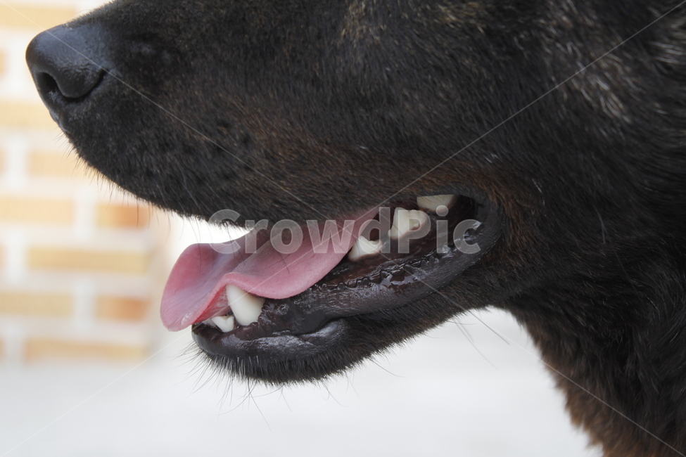 동물,강아지,강아지입,강아지이빨,혓바닥,검은개,동물,animal,포유류,mammal,개,강아지,dog,doggy