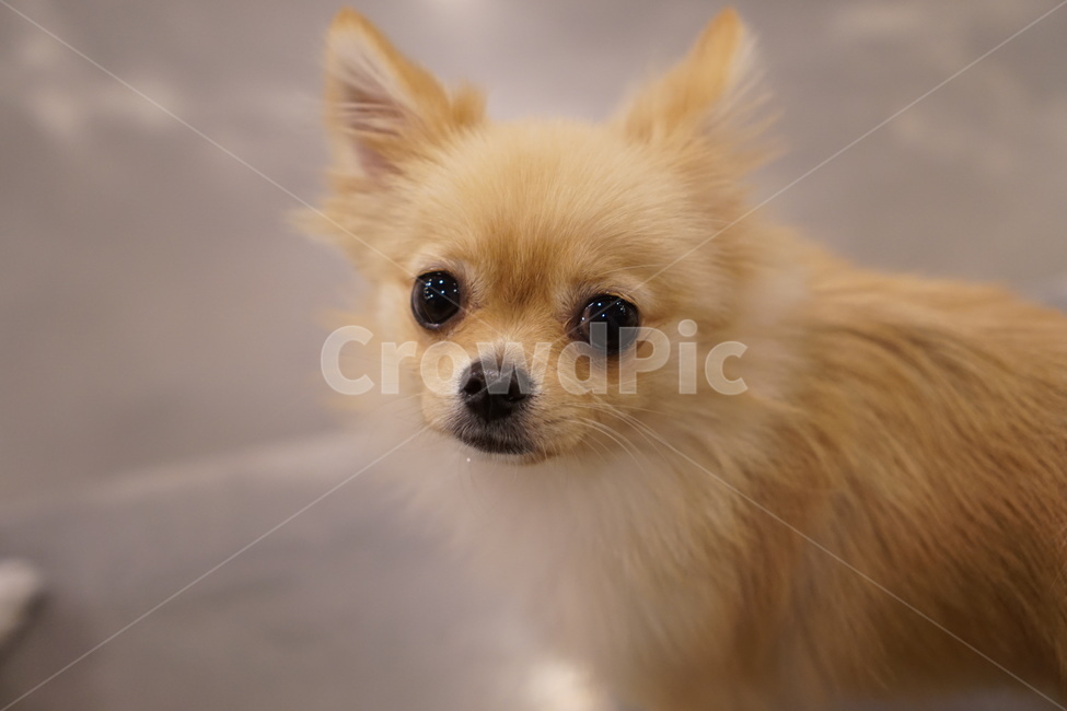 아키,포메,포메라니안,댕댕이,갈색,눈망울,개,동물,animal,포유류,mammal,개,강아지,dog,doggy
