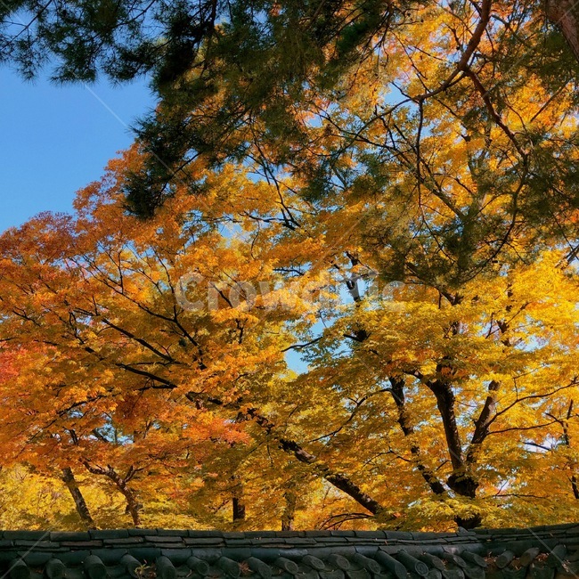changdeokgungpalace,창덕궁,창덕궁후원,한국관광지,유명관광지,한국궁궐,풍경,경치,낙엽,가을,계절,fall,autumn,season,tree,나무,plant,식물,maple,단풍