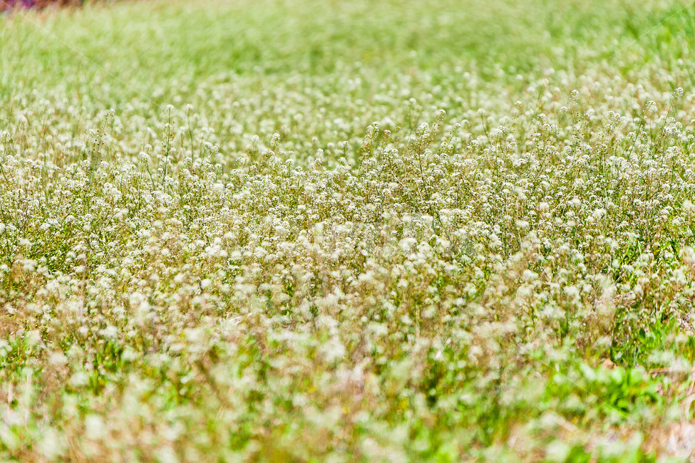 민들레,꽃,봄,농촌,민들레꽃,식물,자연,plants,nature,꽃,flower