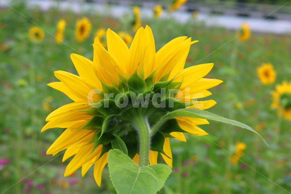 꽃,해바라기,해바라기꽃,식물,국화과,속씨식물,식물,자연,plants,nature,꽃,flower