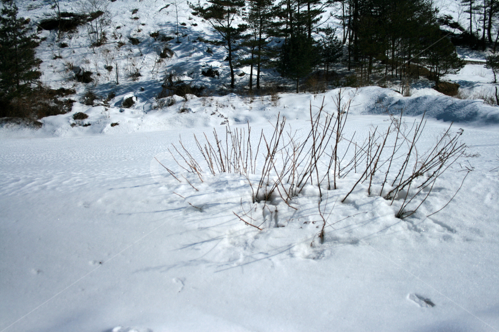 겨울,눈,나무,산,snow,겨울,계절,winter,season,자연,풍경,nature,landscape,tree,plant,식물,fir,전나무