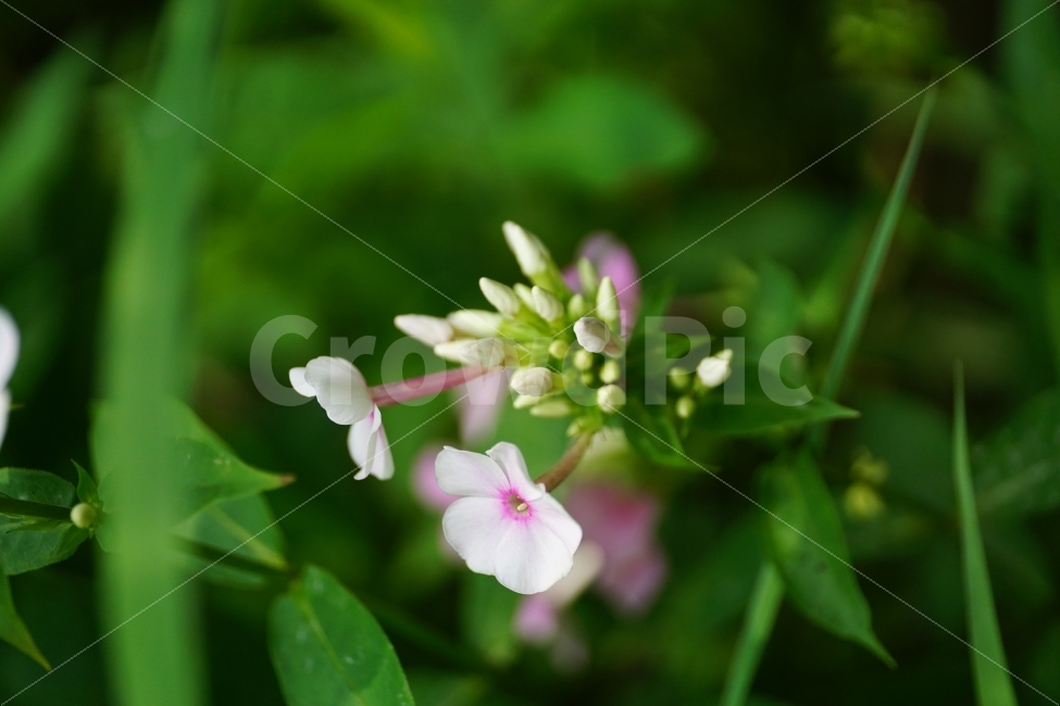 풀협죽도,플록스,플라워,꽃,식물,자연,phlox,flower,nature,식물,자연,plants,nature,꽃,flower