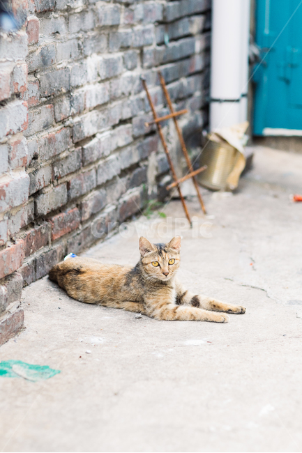 고양이,캣,cat,길냥이,길고양이,길냥,냥이,고양,동물,동물,animal,포유류,mammal,고양이,cat,kitten,kitty
