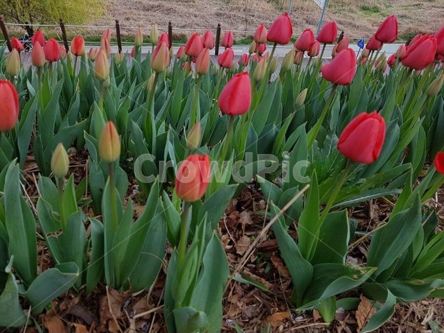 튤립,tulips,flower,꽃,redflower,빨간꽃,식물,자연,plants,nature,꽃,flower