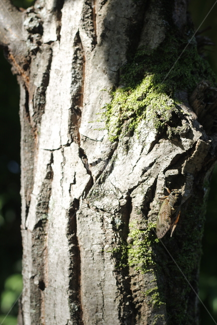 자연,빛,매미,나무,숲속,그림자,나무,trees,wood