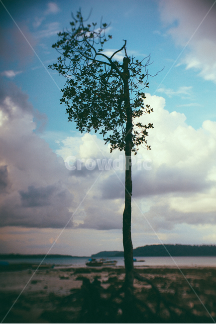 인도,맹그로브,바다나무,해변,외로움,식물,자연,plants,nature,나무,trees,wood