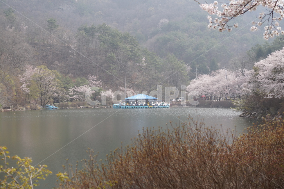 벚꽃,마이산,호수,봄,흐림,풍경,산,봄,계절,spring,season,자연,풍경,nature,landscape,한국자연풍경,한국자연경관,korea nature landscape
