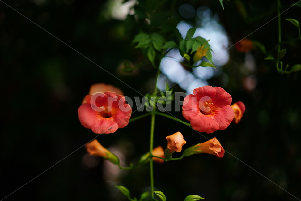 능소화,꽃,플라워,색감,주황,식물,생물,생명,flower,컬러,식물,자연,plants,nature,꽃,flower