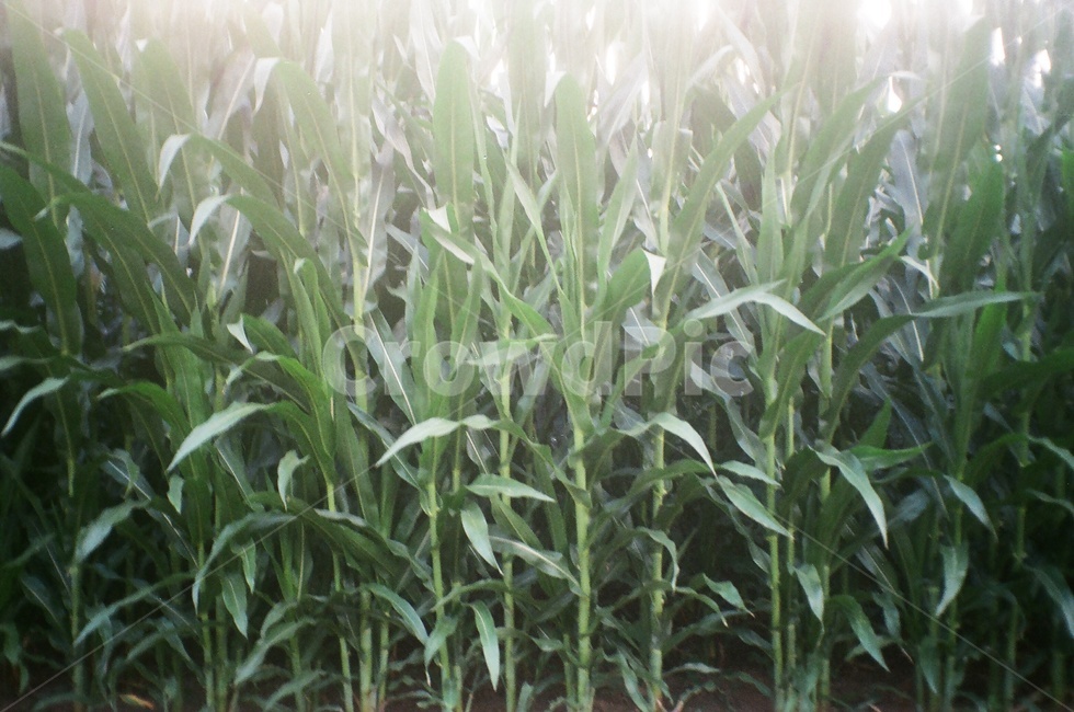 옥수수,옥수수밭,밭,자연,cornfield,corn,nature,plant,여름,여름식물,여름풍경,식물,자연,plants,nature